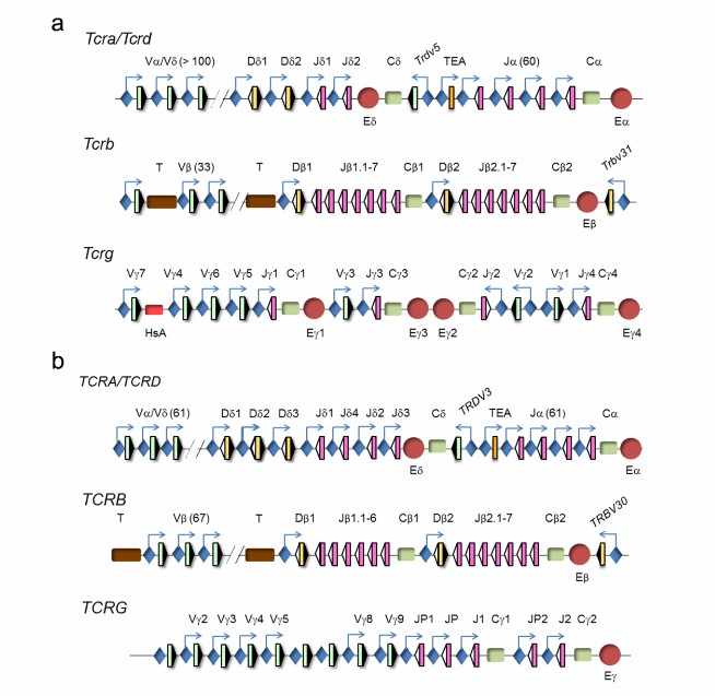 Genes related to TCR (Rodriguez-Caparrós et al., 2020)
