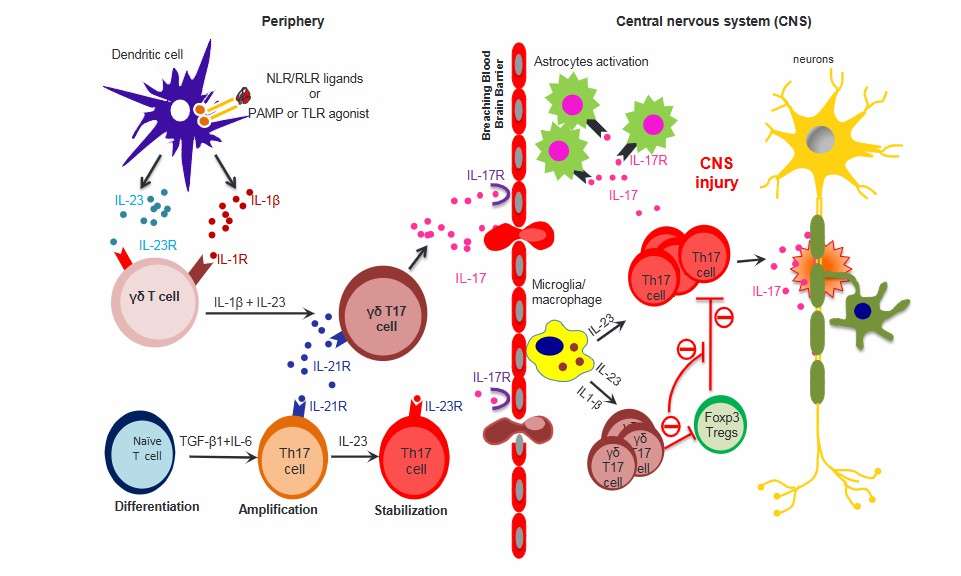 Primed γδ T cells functions in the CNS (Malik et al., 2016)