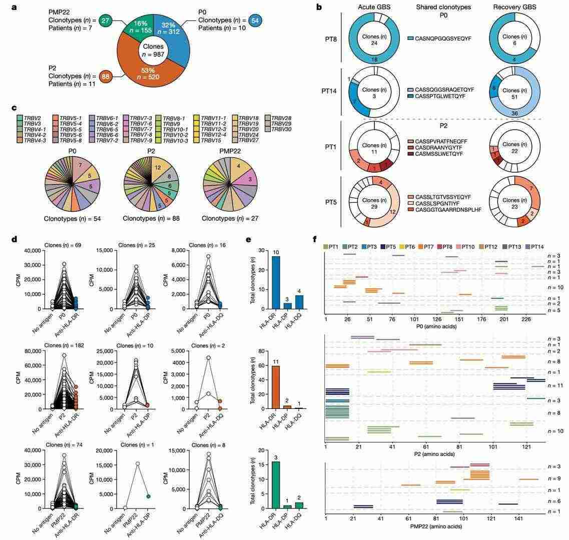 Characterization of autoreactive CD4+ T cell clones in GBS patients (Súkeníková et al., 2024)