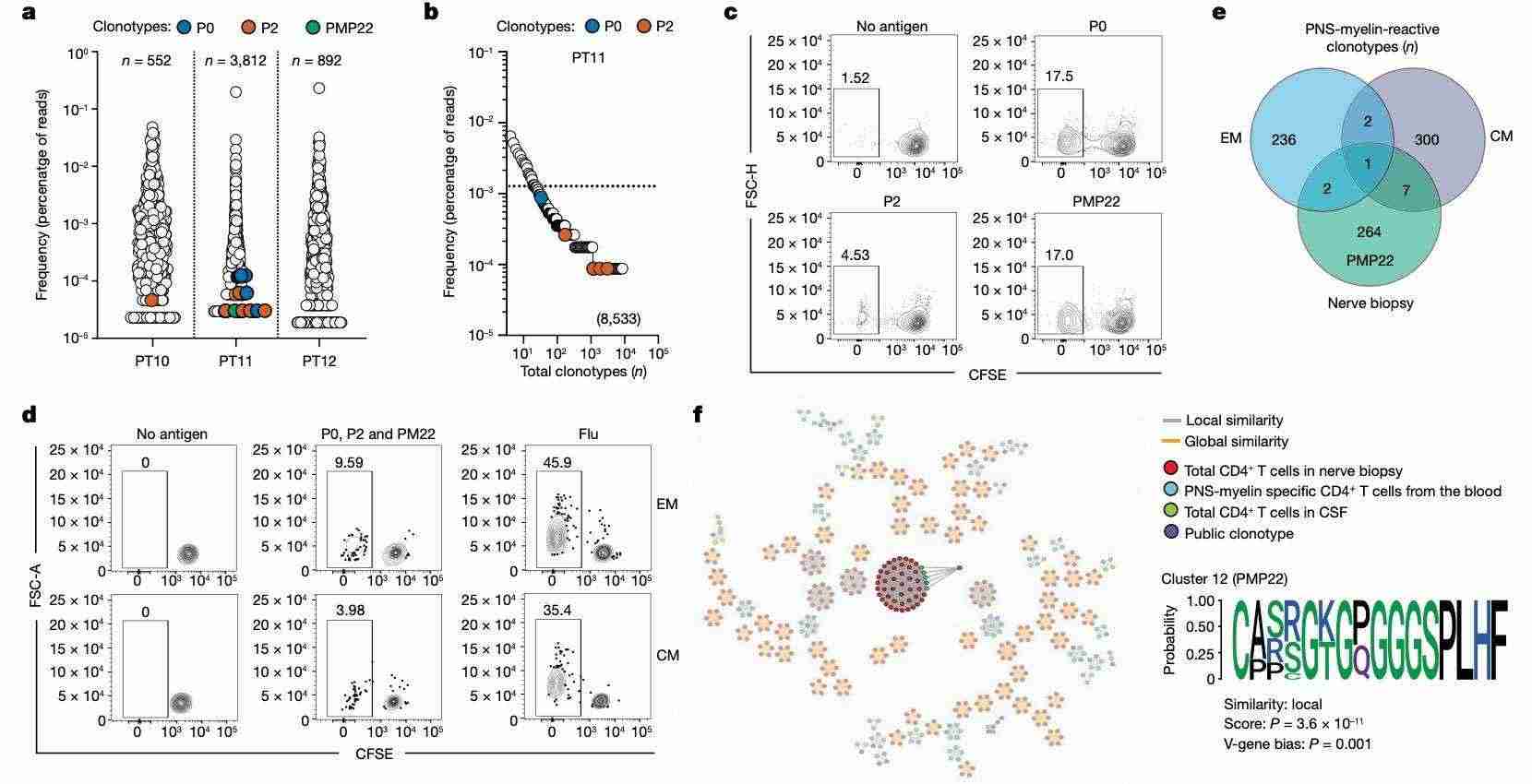 Identification of autoreactive CD4+ T cells in CSF and peripheral nerves of GBS patients (Súkeníková et al., 2024)