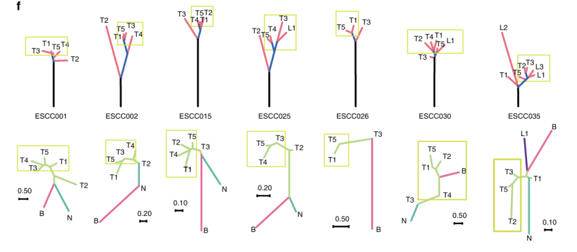 Compared TCR tree and genetic tree in seven samples (Yan et al., 2019)