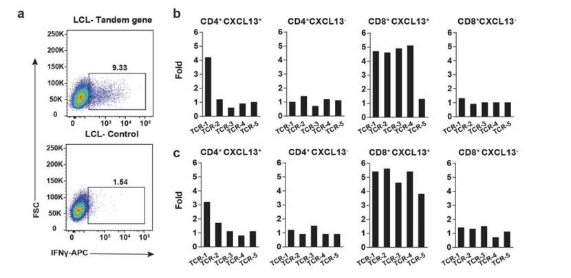 FACS plots results in TCR-T cells (He et al., 2022)