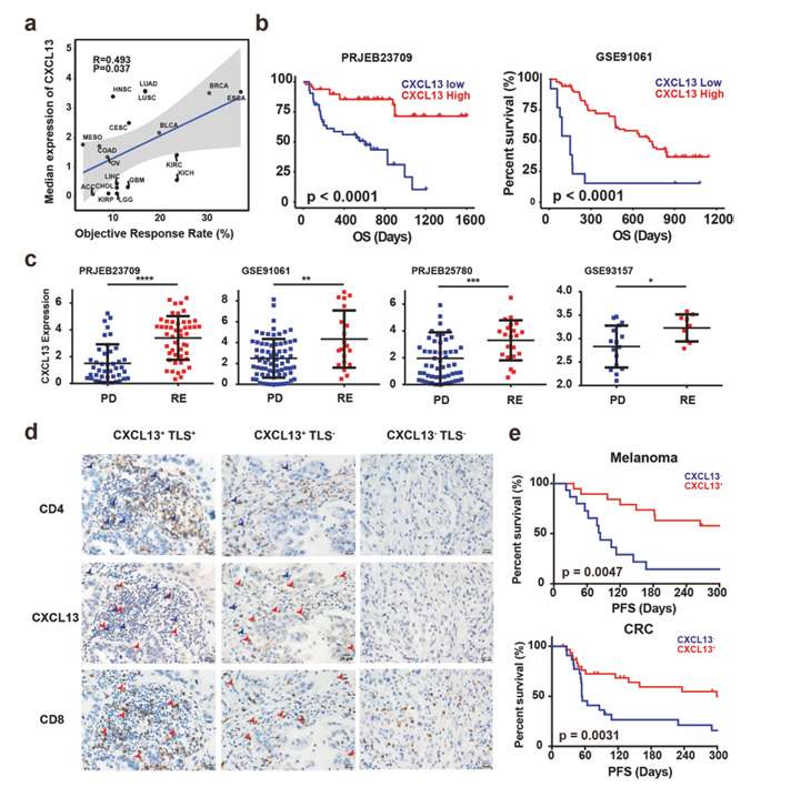 Predict response to ICB by analysing the expression of CXCL13 (He et al., 2022)