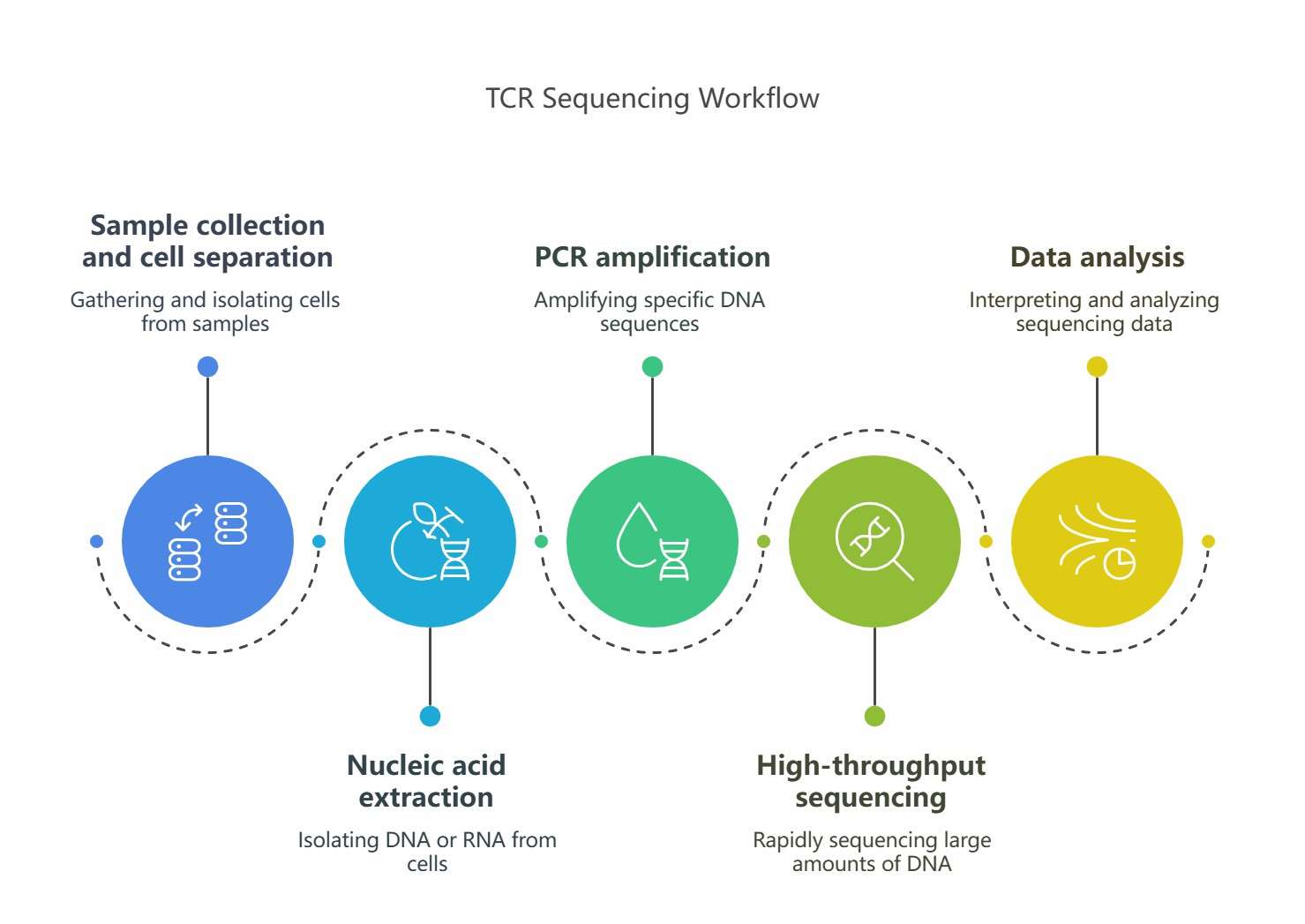Workflow of TCR sequencing