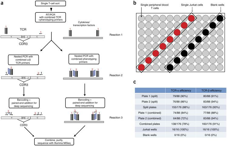 Strategy for single-cell TCR sequencing (Han et al., 2014)