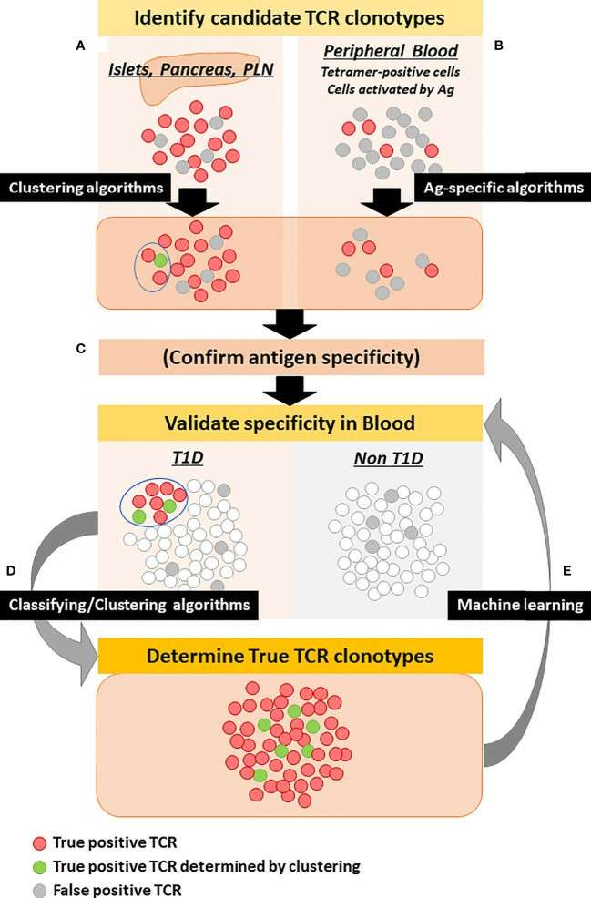 Methods to determine disease-specific TCR clonotypes (Nakayama et al., 2021)