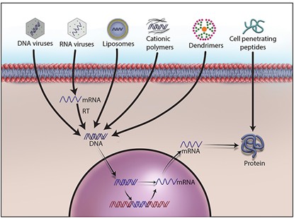 Various strategies for delivering therapeutic DNA and proteins into target cells. (Goswami, Reena, et al., 2019)