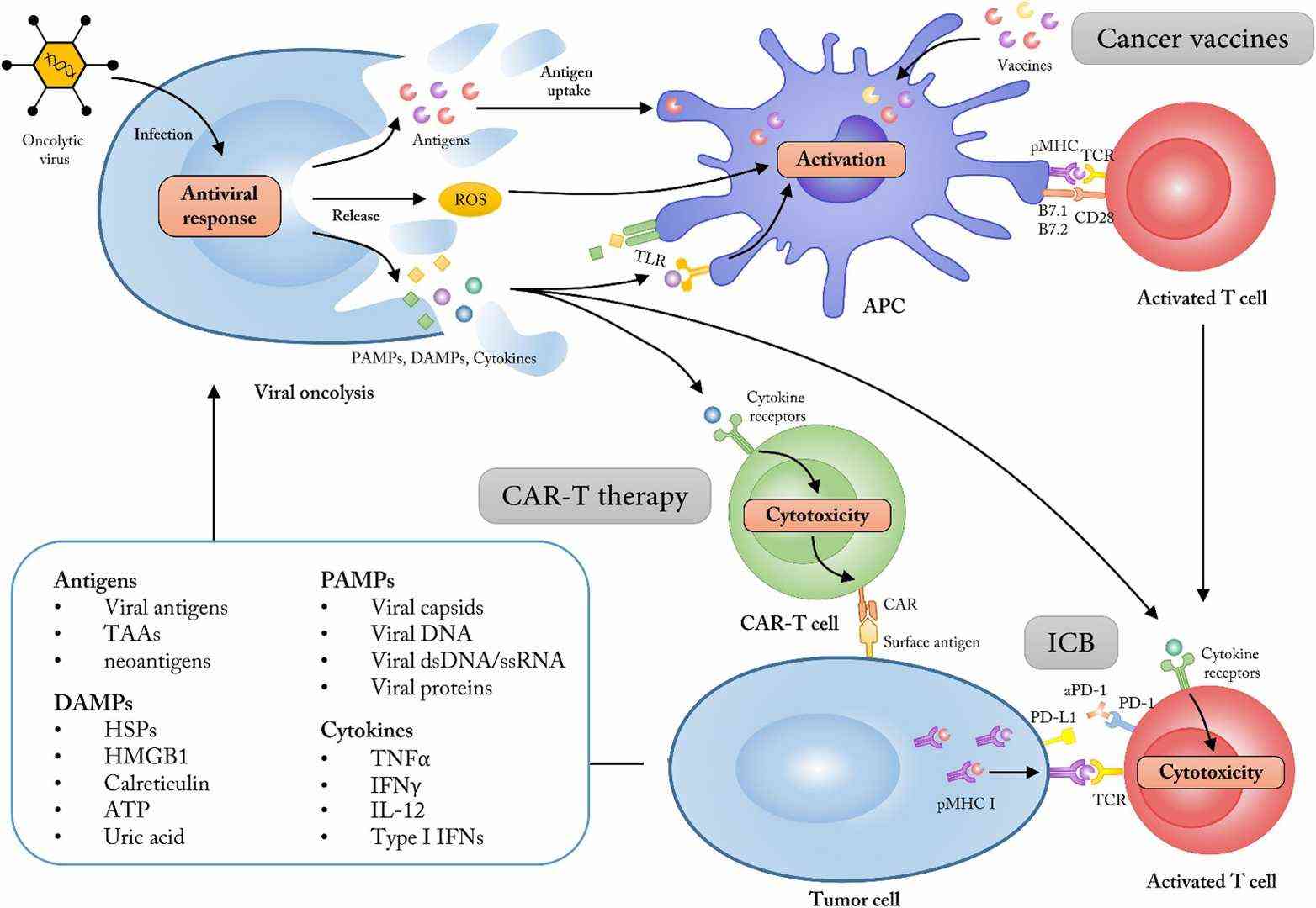 Utilization of oncolytic viruses as adjuvants to enhance the efficacy of diverse cancer immunotherapies. (Shi, Tao, et al., 2020)