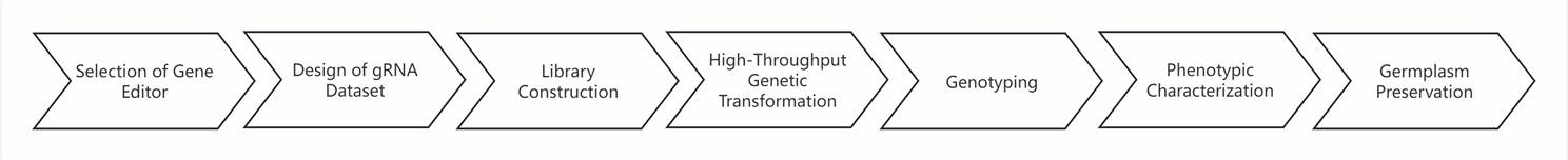 Workflow of CRISPR Screening Technology