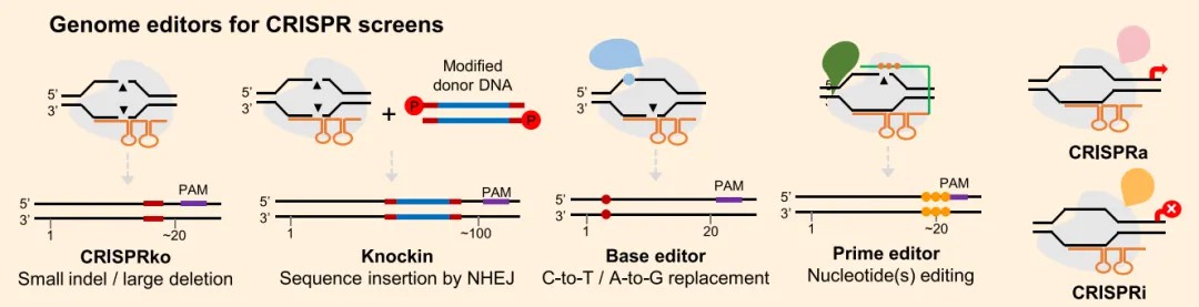 Figure 2. Selection of gene editing tools crucial in CRISPR screening