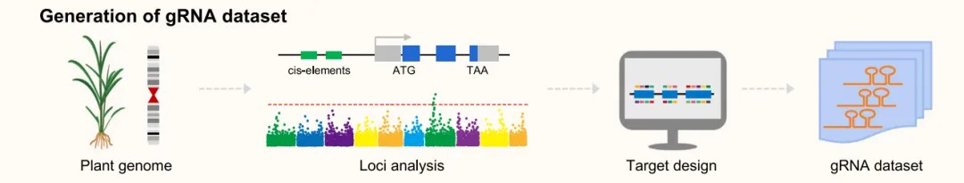 Figure 3: Influence of Target Gene Number on CRISPR Screen Size.