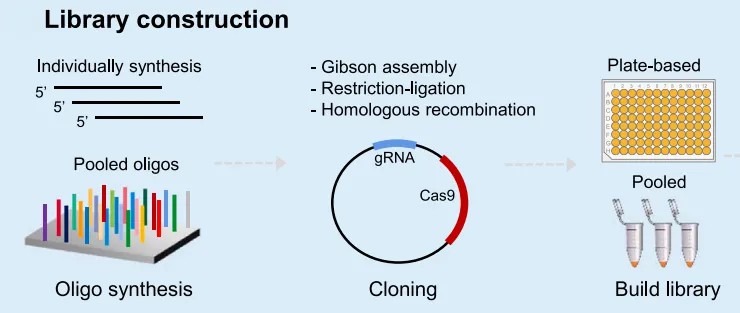 Figure 4: Synthesis and Cloning of gRNA Oligomers for Large-Scale Genome Editing Libraries