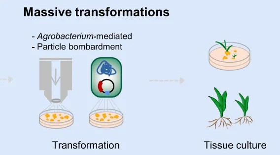 Figure 5. Large-scale genetic transformation process illustrated