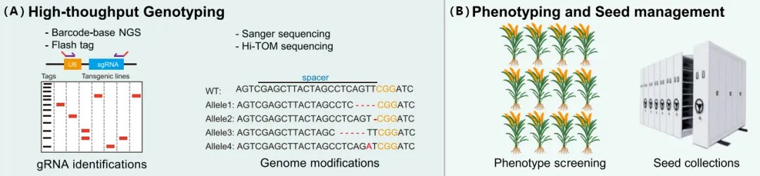 Figure 6: High-Throughput Genotyping and Phenotypic Selection of Improved Mutant Seeds