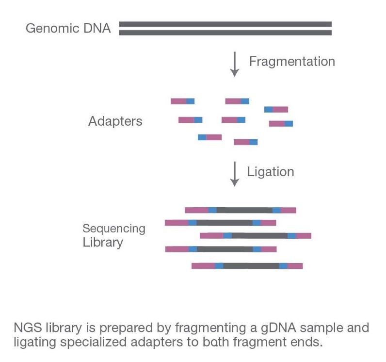 Principle and Workflow of Illumina Next-generation Sequencing
