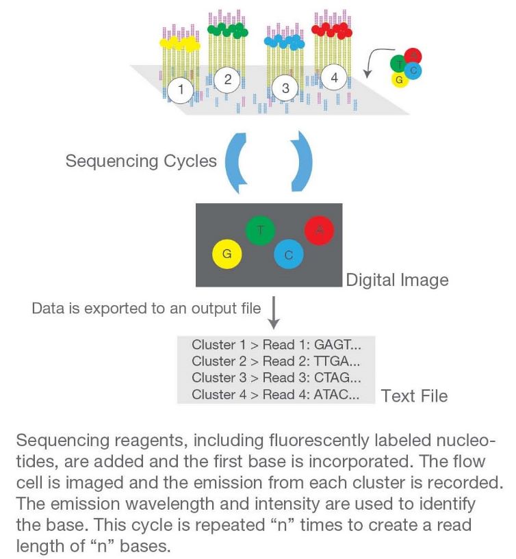 The 3rd step: sequencing