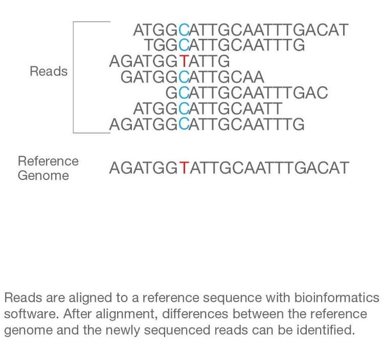 The 4th step: alignment and data analysis.