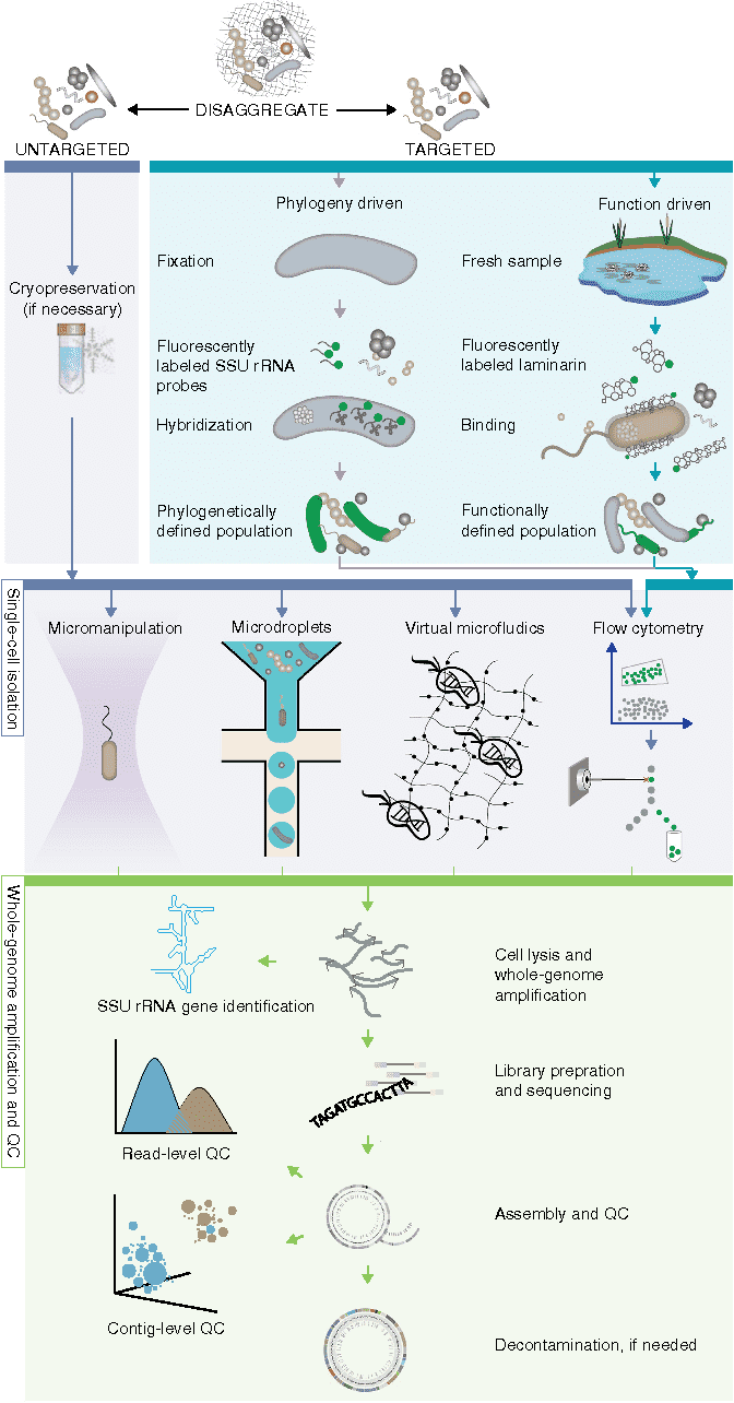 Applications of Single-Cell Sequencing Technology in Microbial Ecology