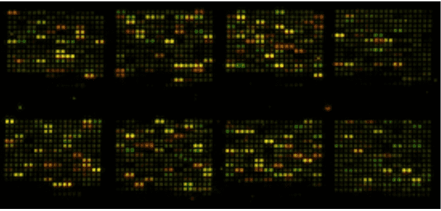 DNA Microarray vs. High-Throughput Sequencing: A Brief View and the Applications in Gut Microbiome Research