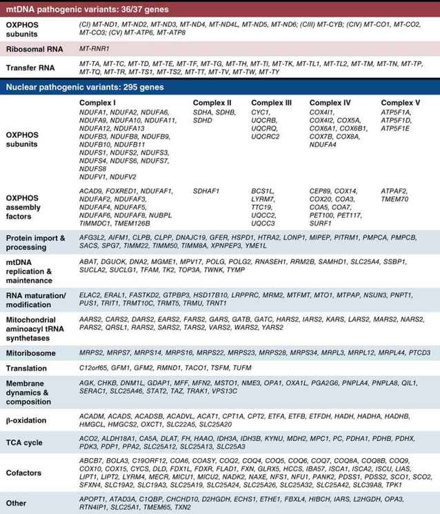 List of genes currently associated with mitochondrial disease