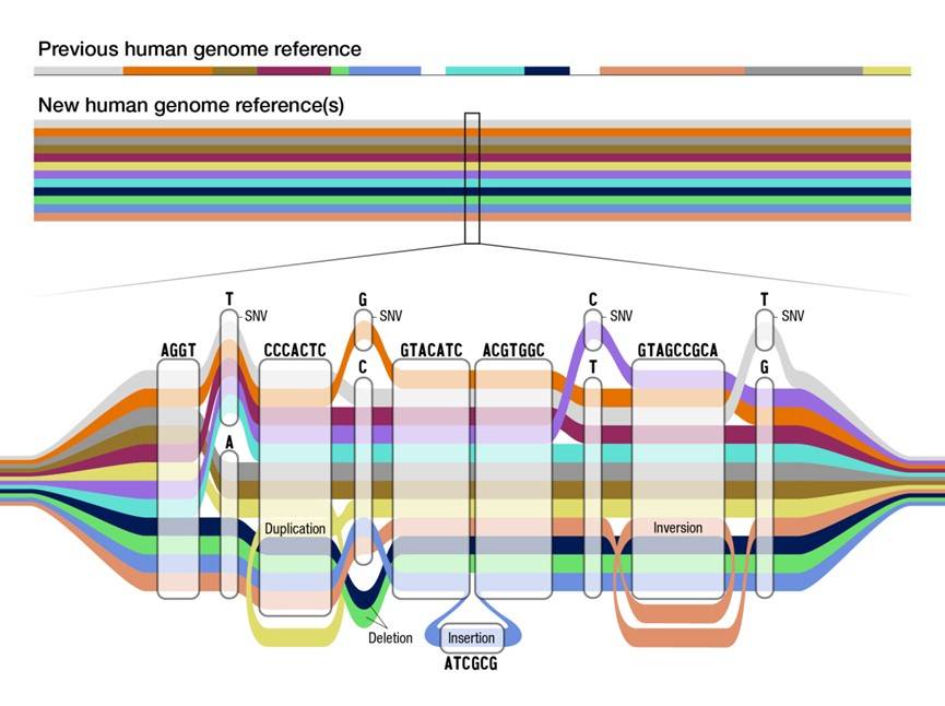 Human pan-genome reference.