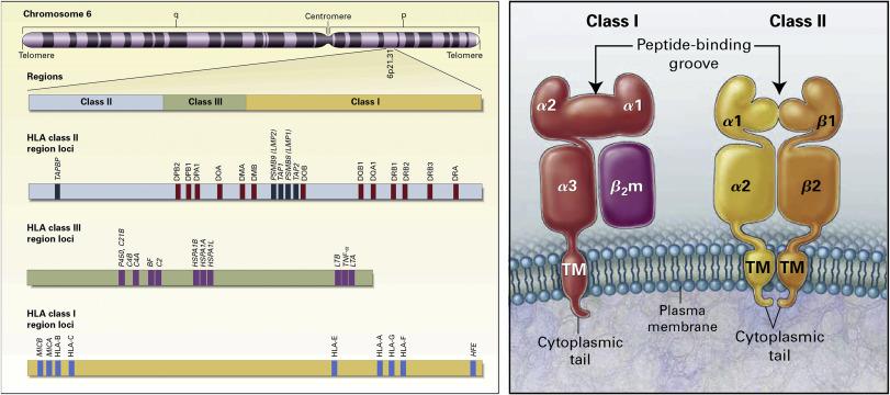 Genetic organization of the human leukocyte antigen (HLA) complex.