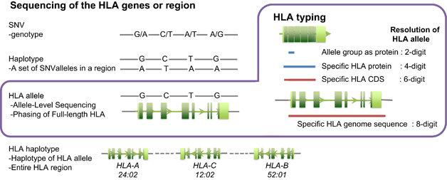 Genetic organization of the human leukocyte antigen (HLA) complex.