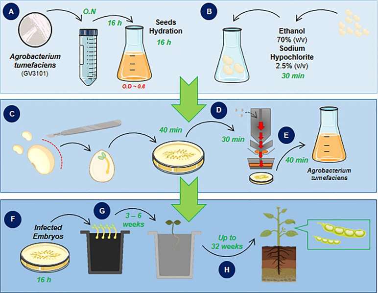 Agrobacterium-mediated protocols.