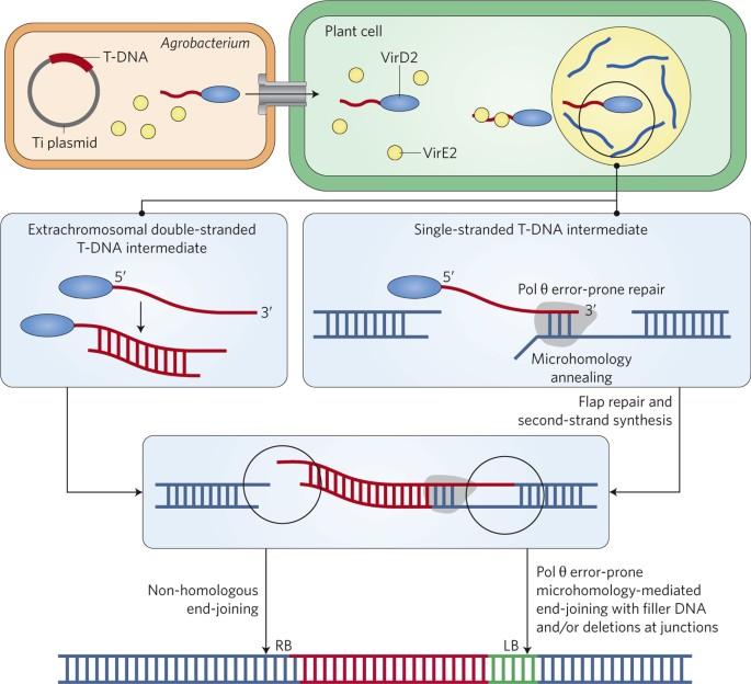 Pol θ-mediated T-DNA integration.