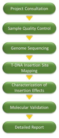 T-DNA Insertion Analysis – CD Genomics