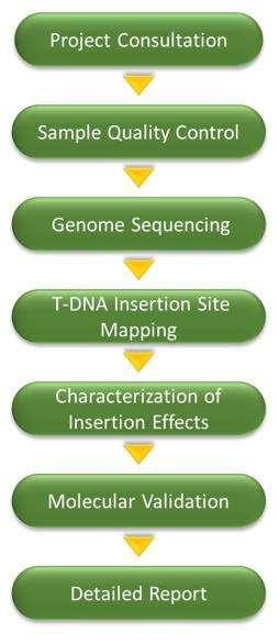 T-DNA Insertion Analysis – CD Genomics