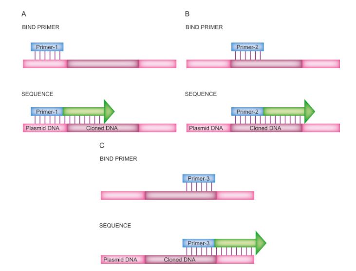 Primer walking is a quicker and easier method of sequencing long stretches of DNA (David P. Clark, Nanette J. Pazdernik, Molecular Biology, 2013)