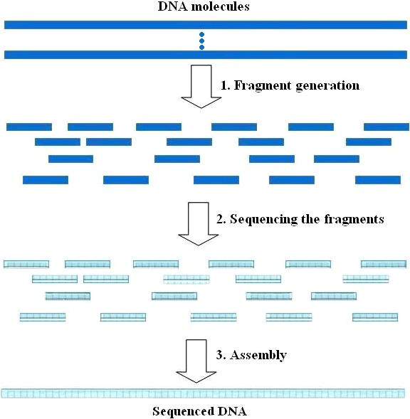 A simple illustration of the shotgun sequencing steps. (REZA POURMOHAMMADI et al,. 2019)