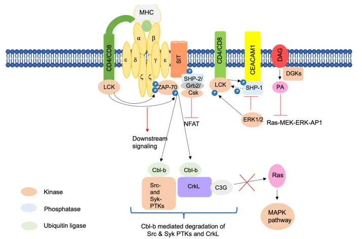 Overview of T Cell Receptor Signaling Pathways