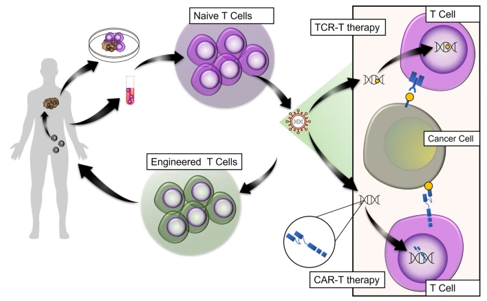Figure 2: Diagram illustrating TCR-based immunotherapy approach.