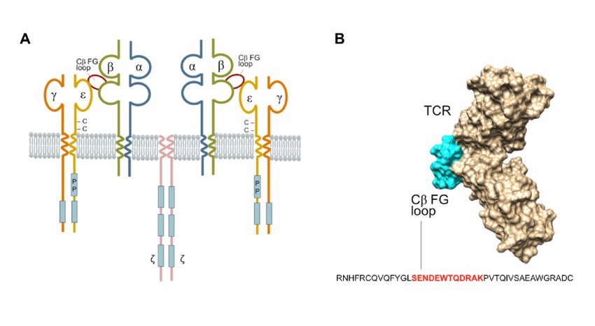 T Cell Receptor: Structure, Function, Signaling Pathways, and Testing