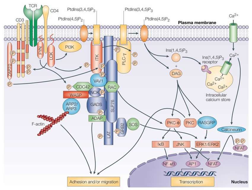 Fig. 2: Schematic illustration of TCR signaling pathways