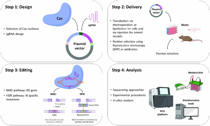 CRISPR Gene Editing Workflow: A Step-by-Step Guide