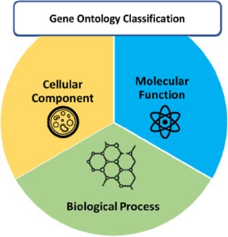 Classification of Gene Ontology. (Saxena, et al., 2022)