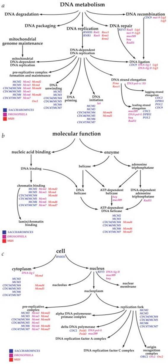 Illustrative examples of Gene Ontology. (Ashburner, et al., 2000)