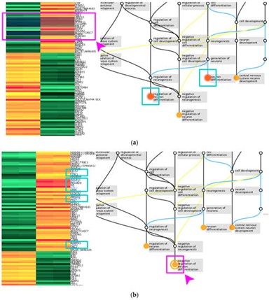 Interaction between the heatmap and the Gene Ontology graph. (Oh, Somyung, et al., 2017)