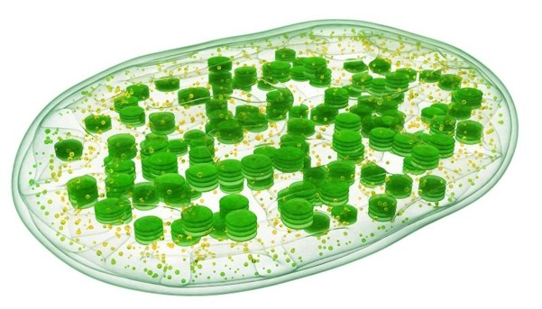 Schematic diagram of chloroplast structure.