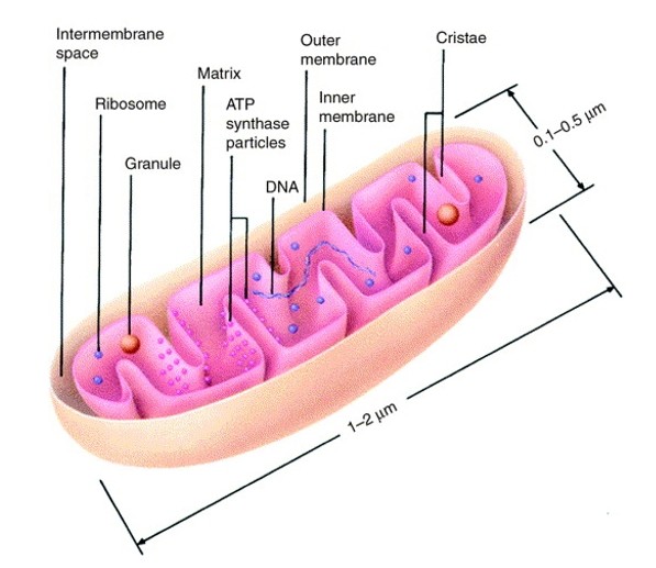 Schematic diagram of internal mitochondria.