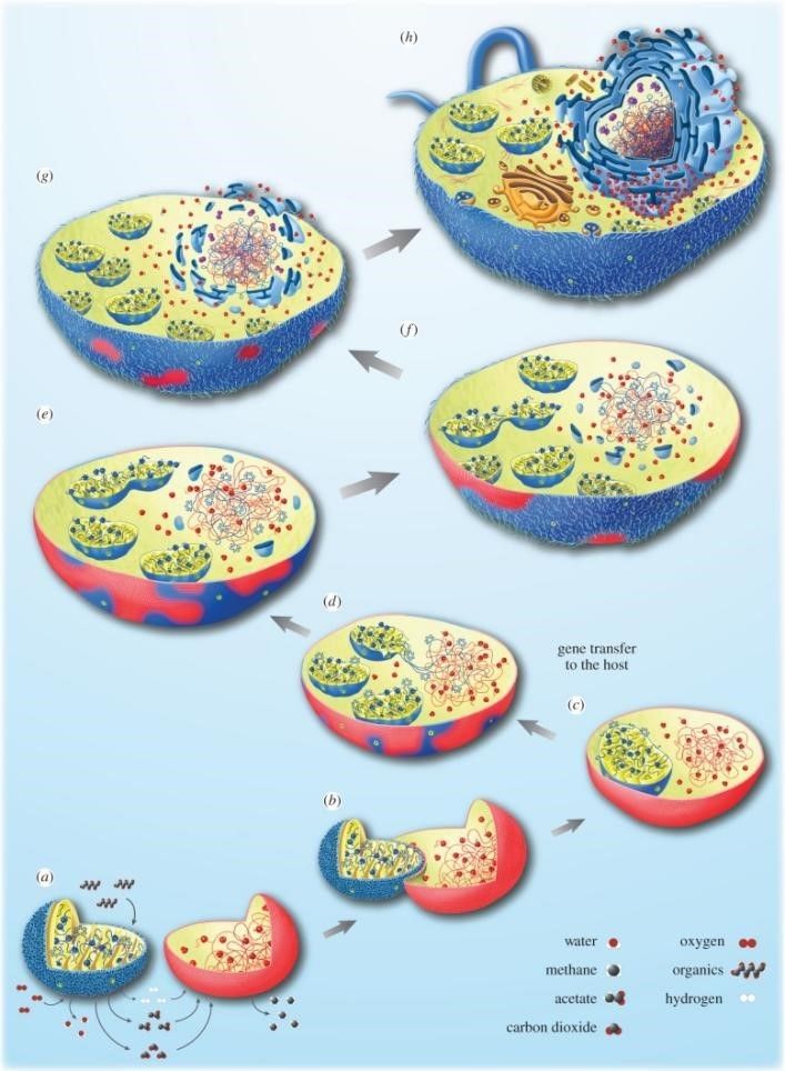 Mitochondrial symbiotic origin process.