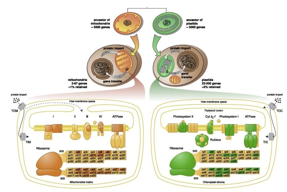 Convergent evolution of gene content in mitochondria and chloroplasts.