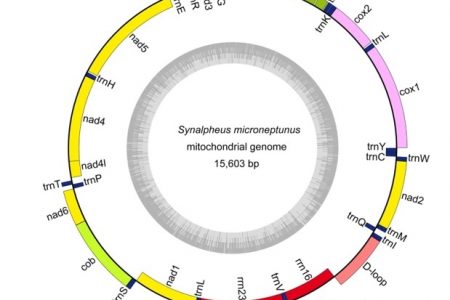 Does the Chloroplast and Mitochondria Contain DNA
