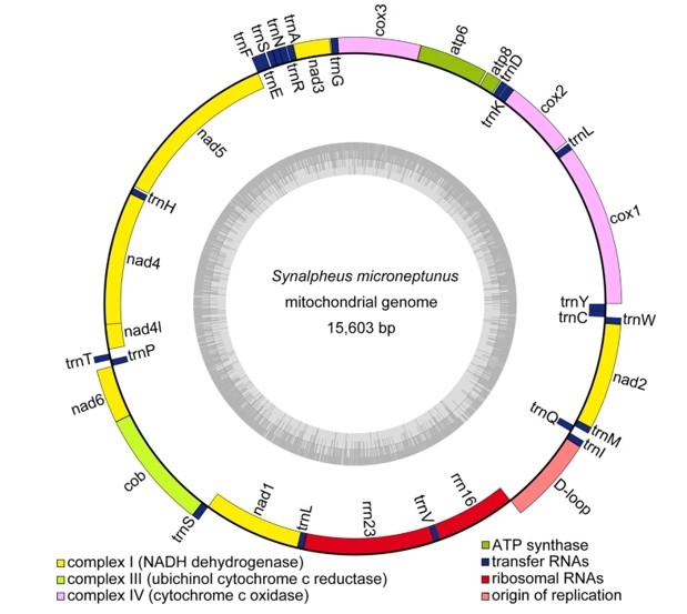 Animal mitochondrial genome circle.