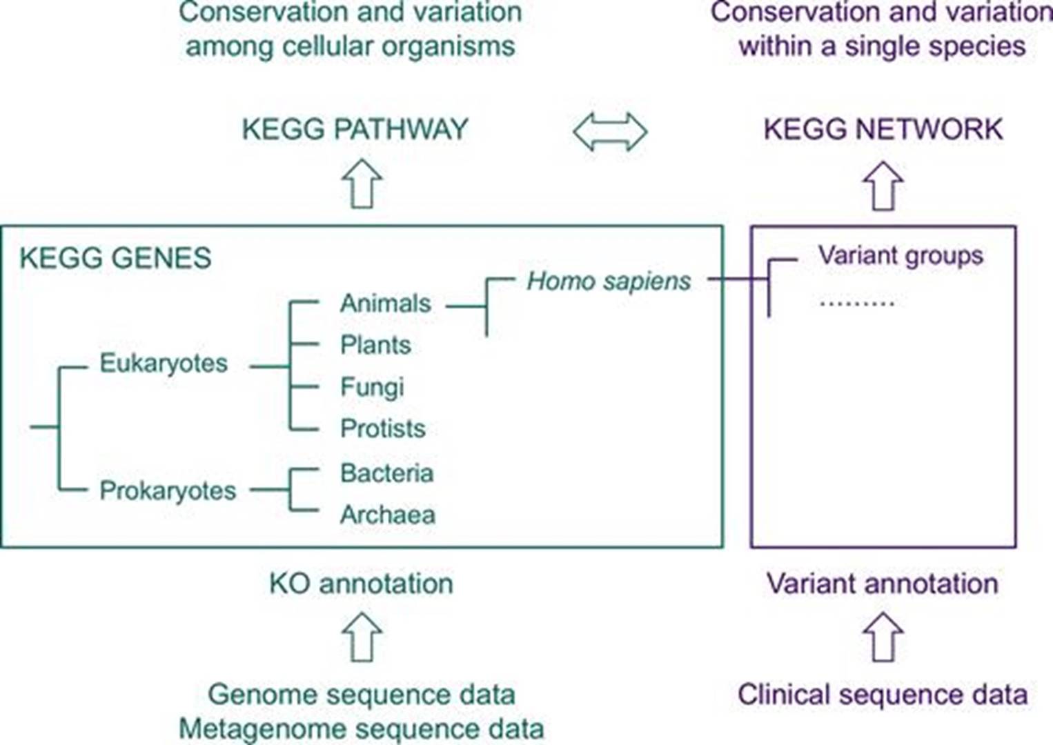 A schematic representation of the KEGG NETWORK database. (Minoru Kanehisa et al., 2019)