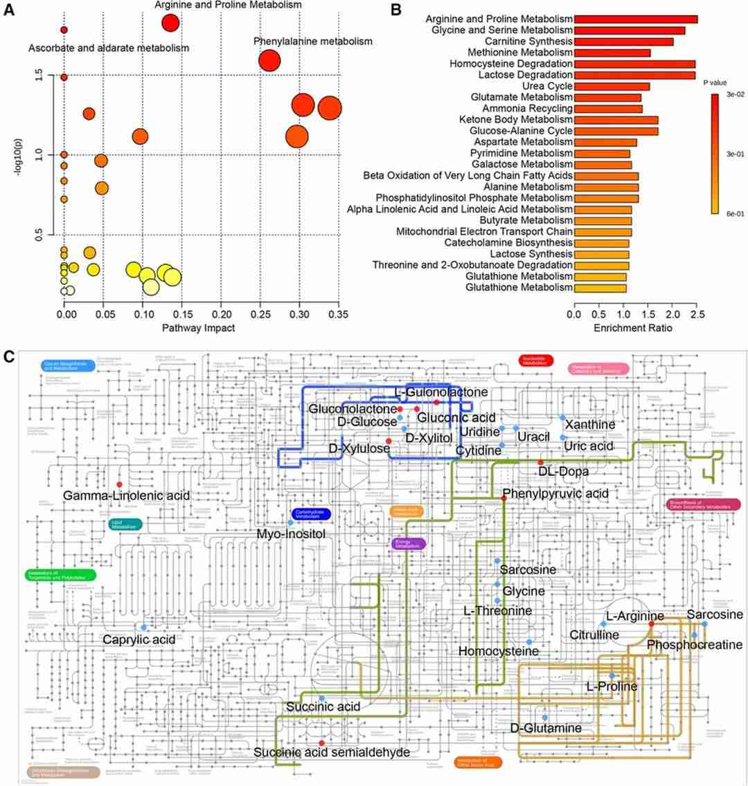 (A) Pathway analysis using the KEGG database. (B) Enrichment analysis using SMPDB. (C) Metabolic network depicting key metabolites and significant pathways in the KEGG general metabolic pathway map. (Zhuang, F., et al., 2022)