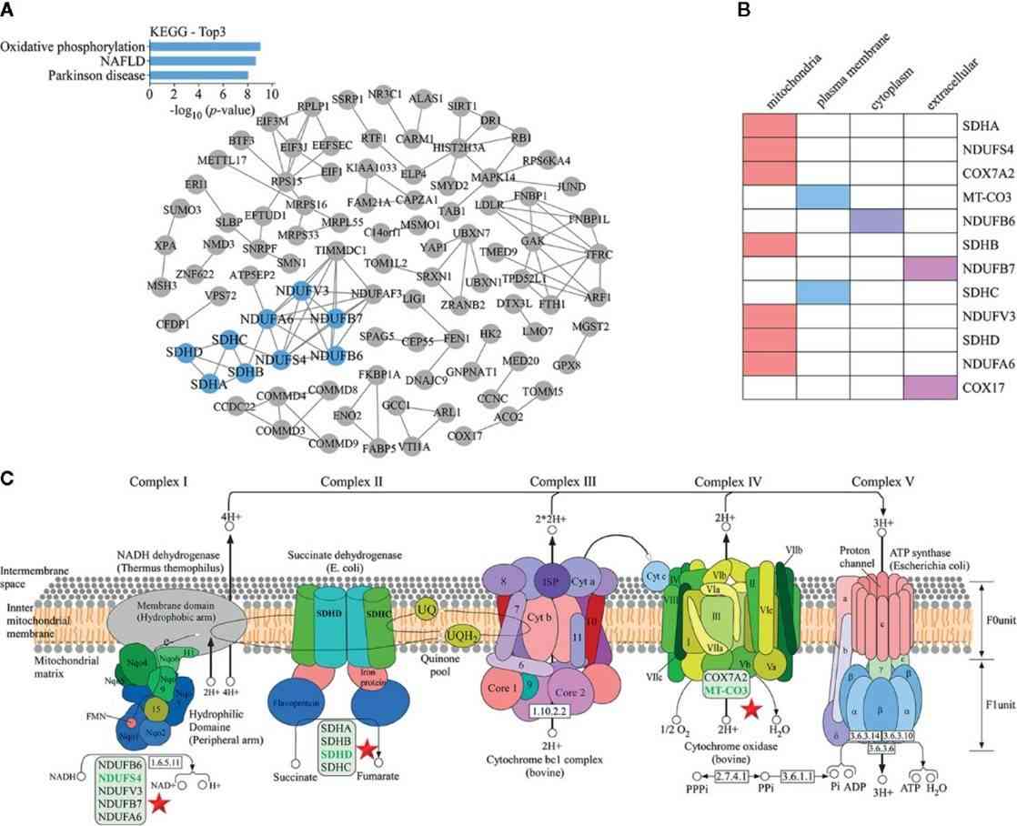 KEGG pathway analysis of proteomics data. (Li, Z., et al., 2020)